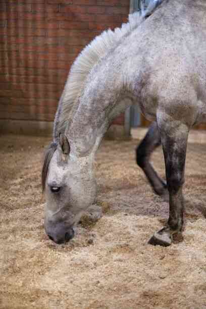EKO podstielka pre zvieratá LES
